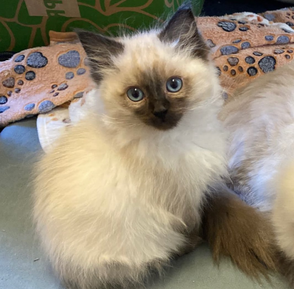 Olive the Ragdoll kitten